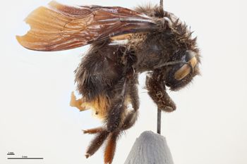 Media type: image;   Entomology 804575 Aspect: habitus lateral view